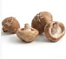 2015 High Quality Fresh Champignon Wholesale