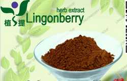 natural fruit extract anthocyanin mulberry extract powder