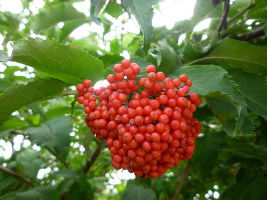  elderberry