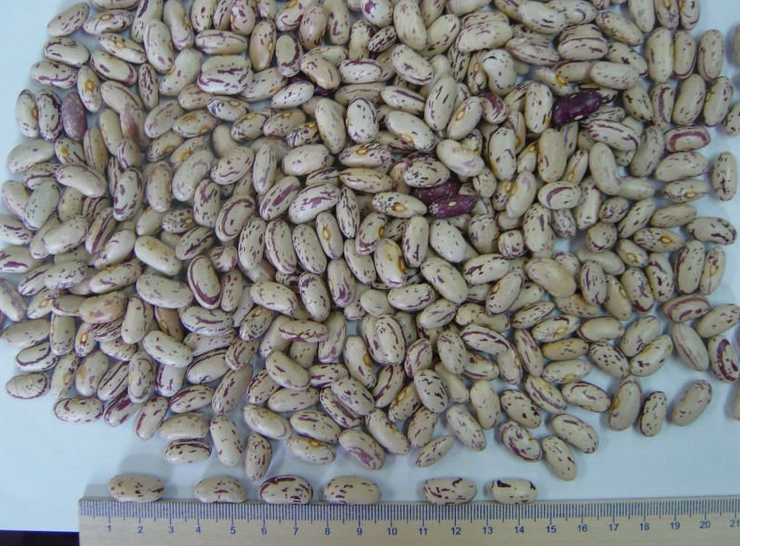 high quality kindey beans