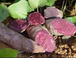  purple sweet potato