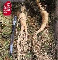 red ginseng
