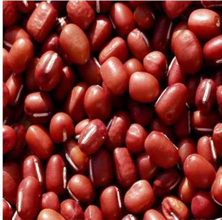 Organic Chinese Adzuki Bean/Small Red Bean( 2011 crop) Hps