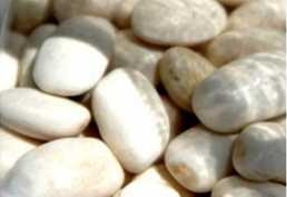 Organic Navy White Bean