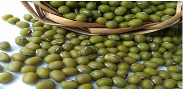 Green Mung Bean ( Sprouting type,2011 crop, jilin origin, hps) 