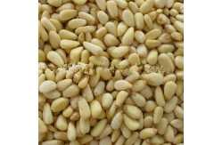 Chinese Pine Nut kernels