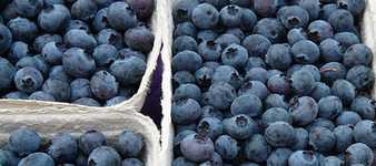 fresh blueberry