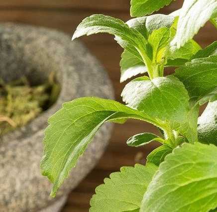 Low-Calorie Sweetener From Natural Stevia for Drinks