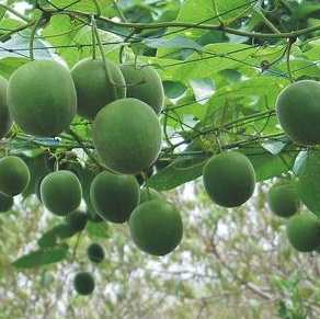 Natural Luo Han Guo Extract 100%, Natural Sweeteners