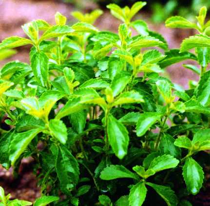 Factory Price Direct Supply Stevia Leaf Extracts 90%Min. HPLC