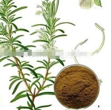 Natural Pure Rosemary Extract/Rosemary Powder Oil/Water Soluble