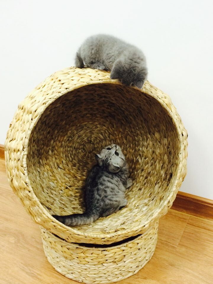 pet product wowen leaves cat bed in alibaba china