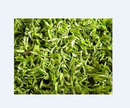 Best chinese green tea Guzhang maojian