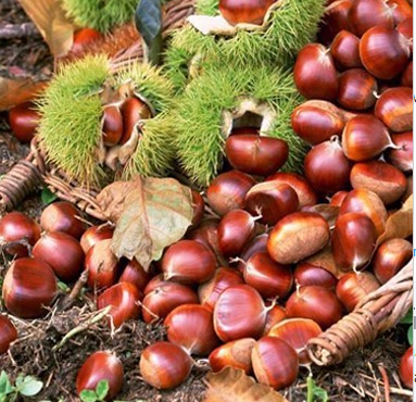 New crop high quality fresh green chesnut che