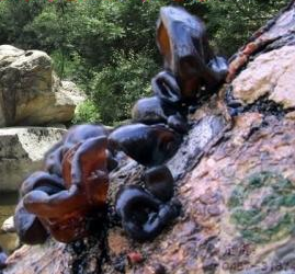 suopply natural organic dried agaric / black fungus,