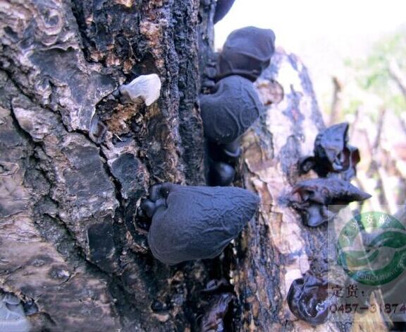 suopply natural organic dried agaric / black fungus,