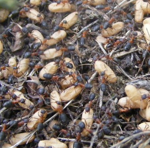 The most popular and healthy black ants