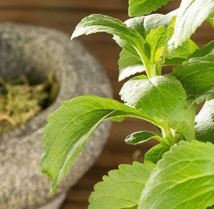 Low-Calorie Sweetener From Natural Stevia for Drinks