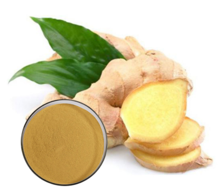 best quality Pure organic ginger extract for sale