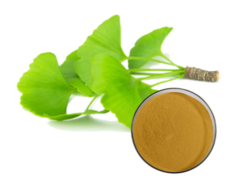 factory price pure ginkgo biloba leaves extract for sale