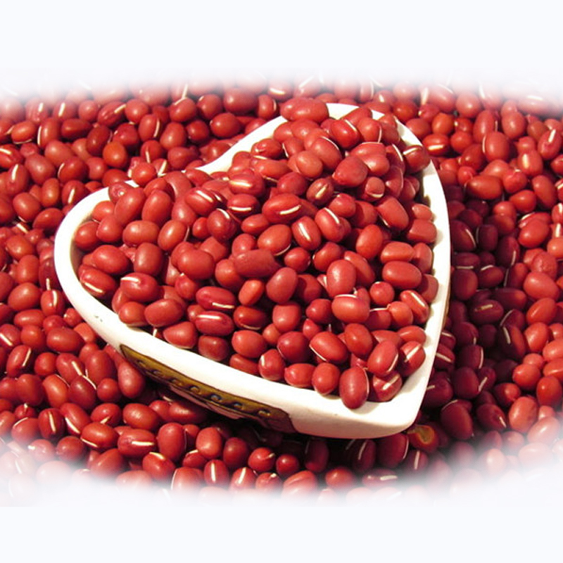 HPS small red suger beans  for sale