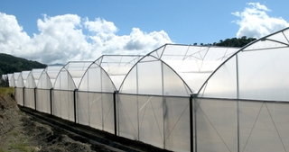 ANTI-BIRD MIST NET FOR SALE