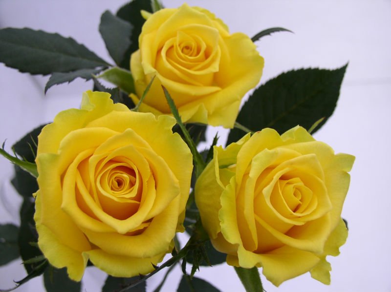 Flower Garden Drawing High Quality Fresh Cut Flowers/ Red Roses For Wedding Sale