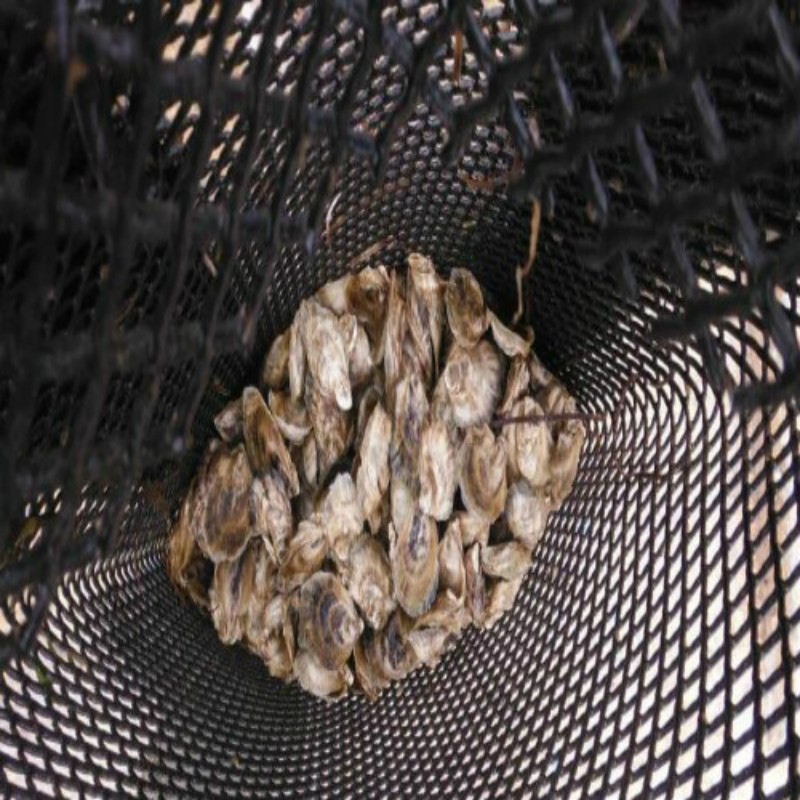 100% new PE oyster bag net for sale
