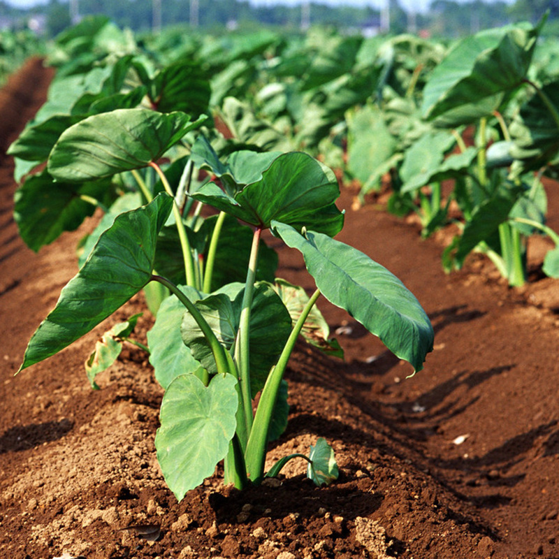 best fresh taro for international marker sale