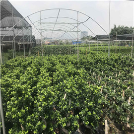 Large Clusters mini size Cactus Cereus Fairy Castle sale