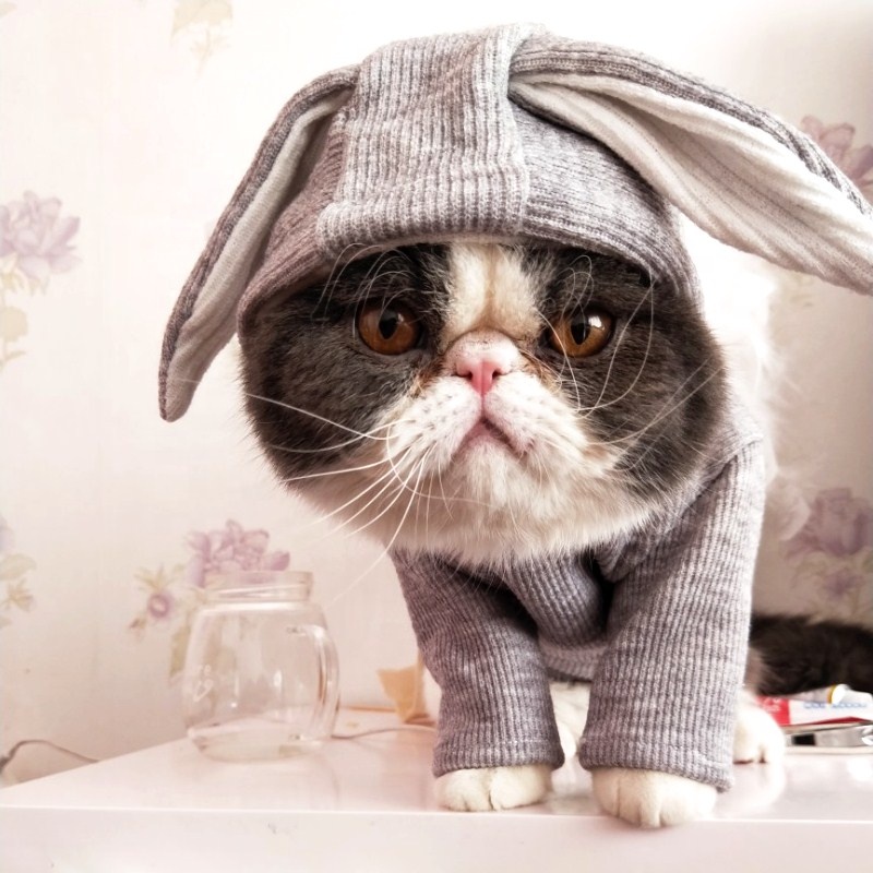 Good price cute rabbit ear model soft cotton pet hoodie for dogs puppy cat kitten for sale