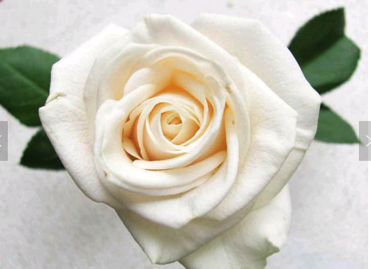 High quality fresh cut rose for wedding export fresh cut flowers roses sale