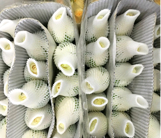 High quality fresh cut rose for wedding export fresh cut flowers roses sale