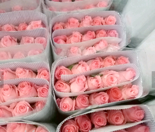 Beautiful pink rose for wedding party long stem flowers fresh cut flowers sale