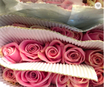 Beautiful pink rose for wedding party long stem flowers fresh cut flowers sale