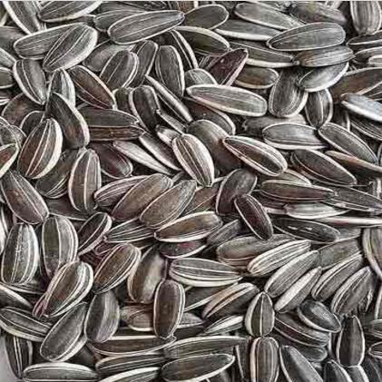 Chinese Sunflower Seeds for sale