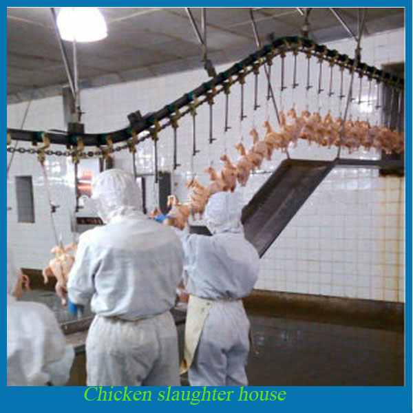 broiler chicken slaughter line