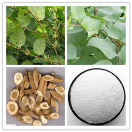 Polygonum Cuspidatum Extract