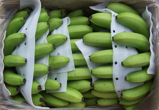 Fresh Green Cavendish Banana